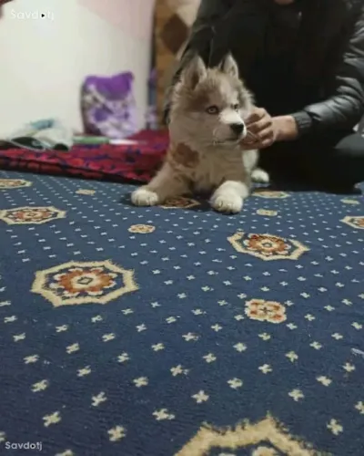 Хаски