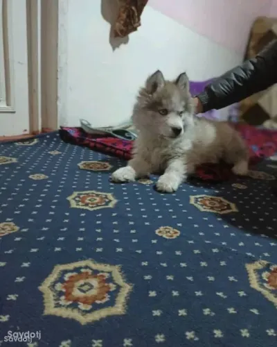 Хаски