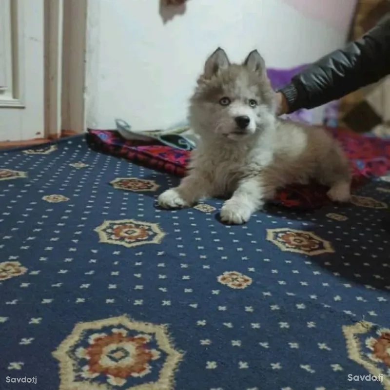 Хаски