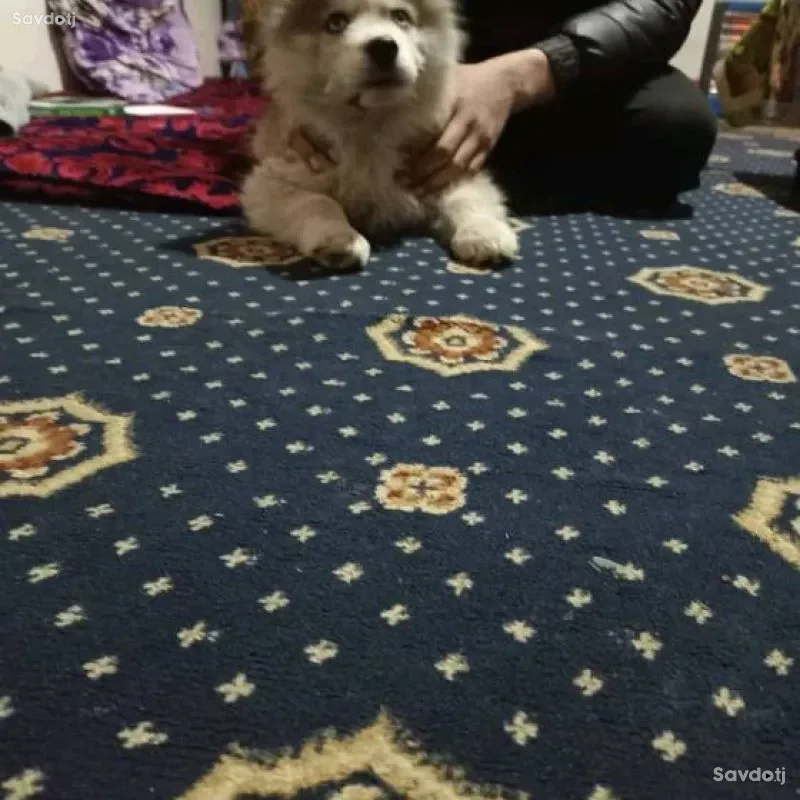 Хаски