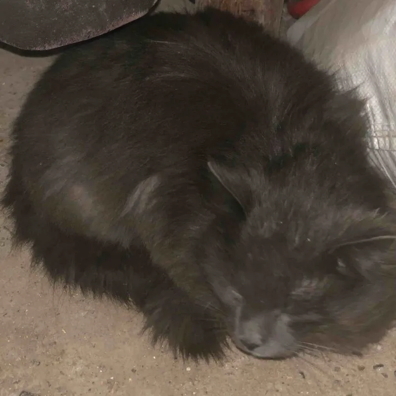 шотландская кошка 