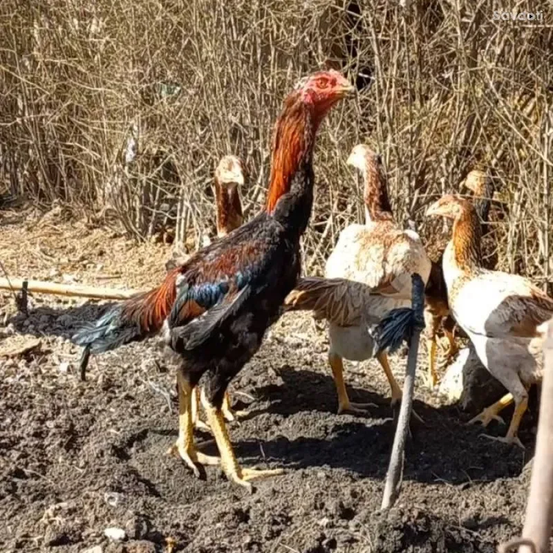 Дакан