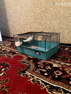 Попугай