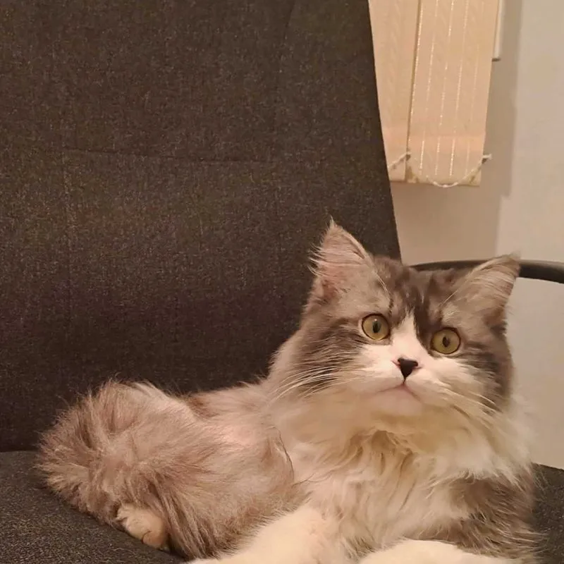 шотландский кот [вязка]