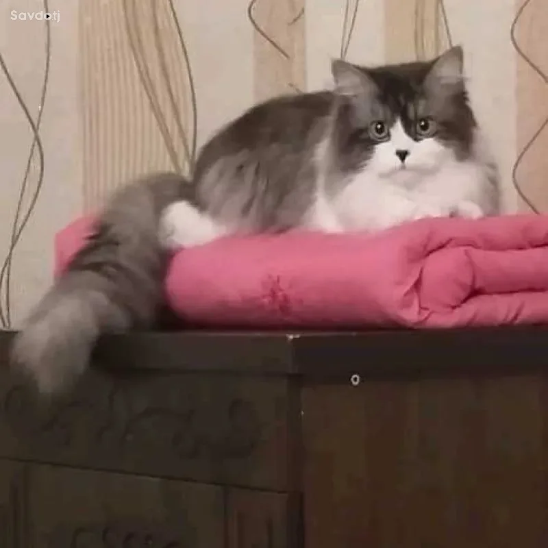 шотландский кот [вязка] — миниатюра 2