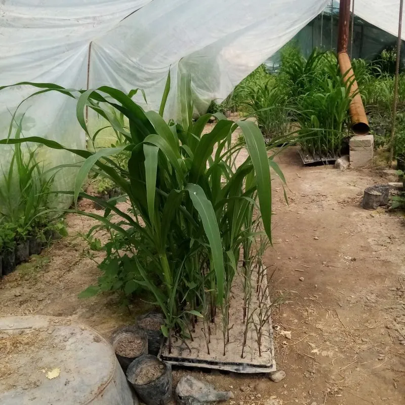 Чуворимакка