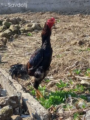 Хурузи зоти