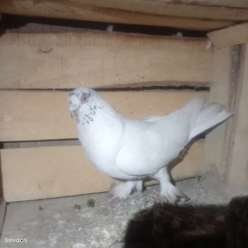 кафтар