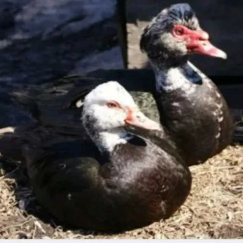 Индоутки Самка и самец