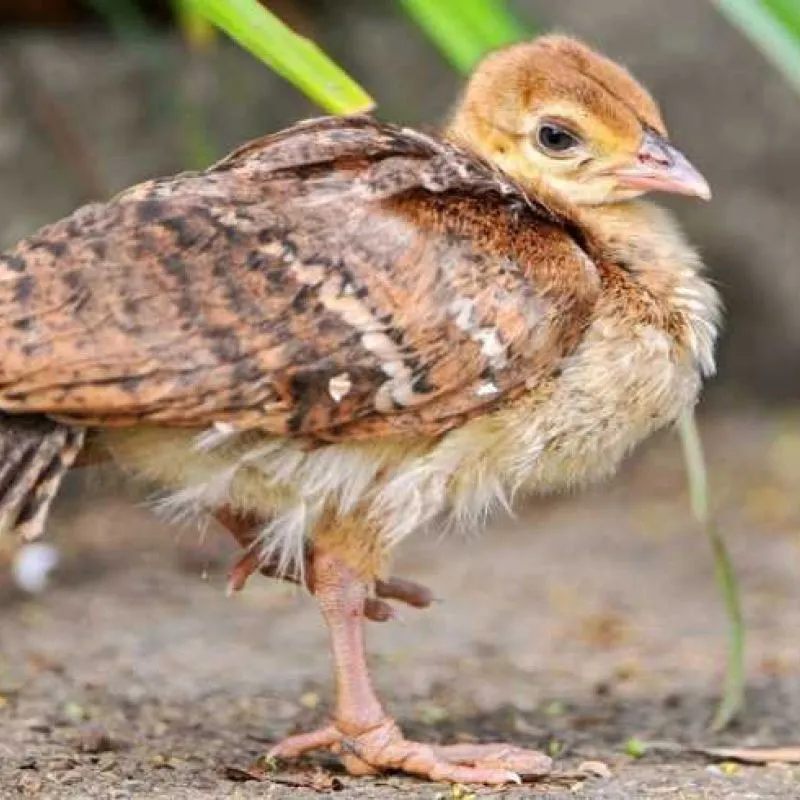 чучаи фазан