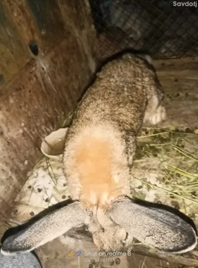 заргуши фландр