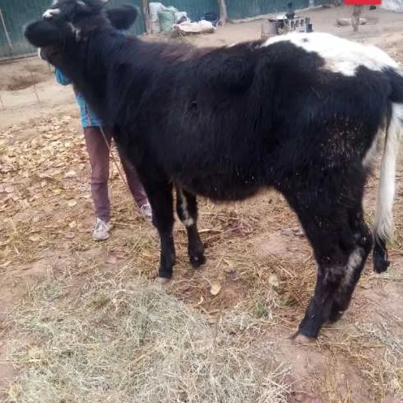 Гуночини фарбех Зот Дор