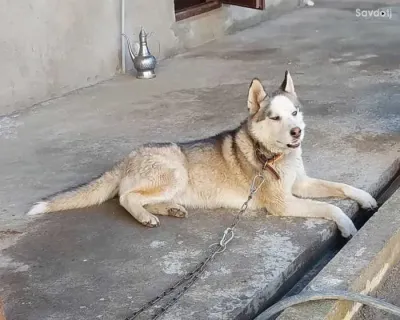 собака