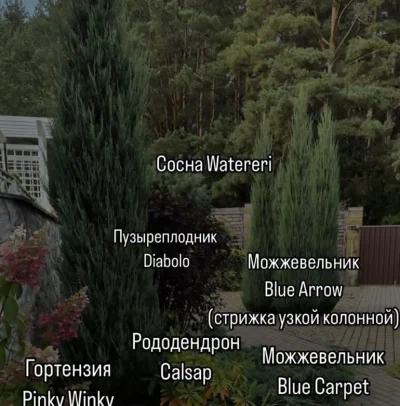 Декоративные деревья — миниатюра 2