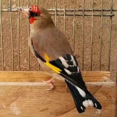 седоголавий щегол 