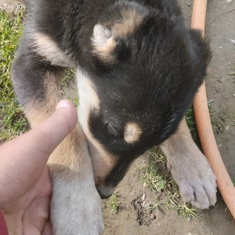сабака