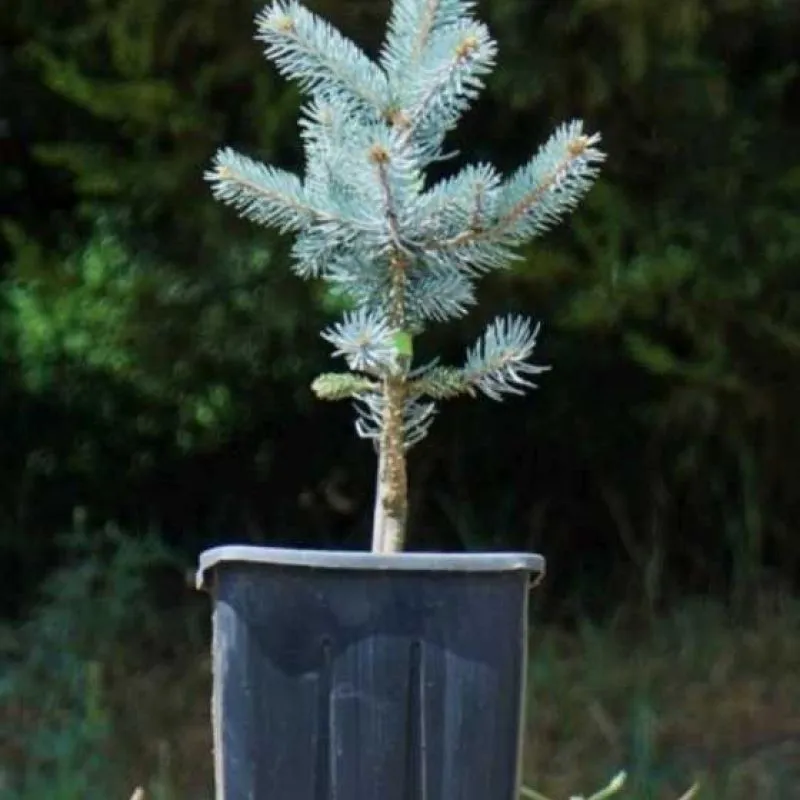 Ель голубая 