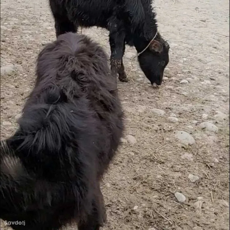 Буқачаҳо