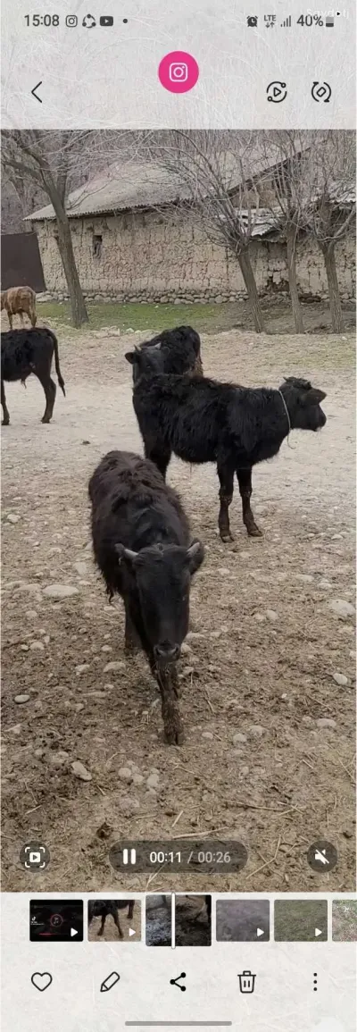 Буқачаҳо