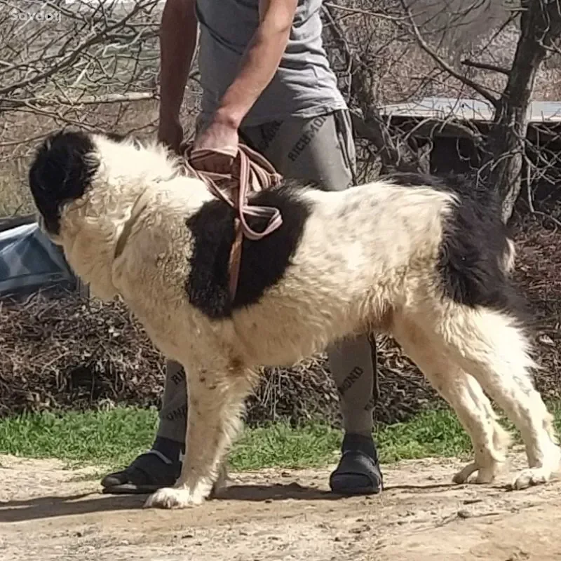 Собака