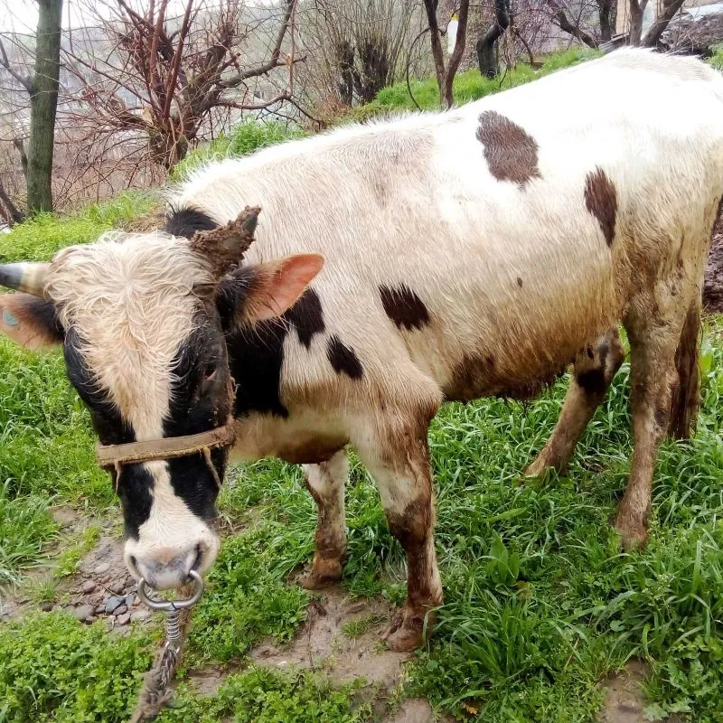 букаи фурши барои Бони