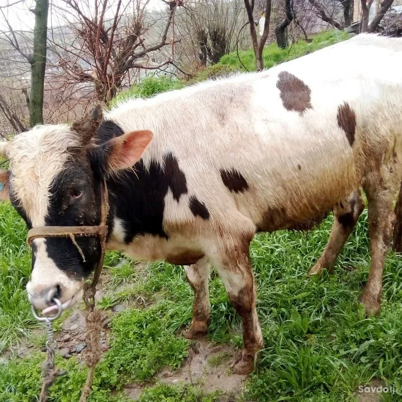 букаи фурши барои Бони 