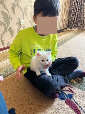 шотландский 