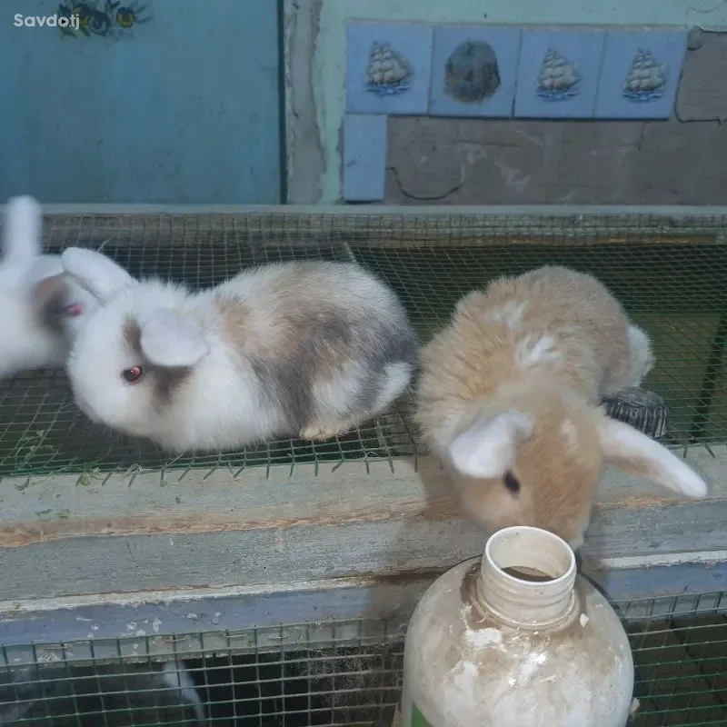 кролик французский баран 