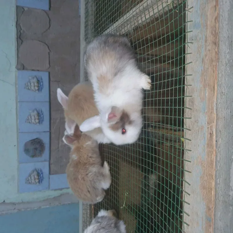 кролик французский баран 