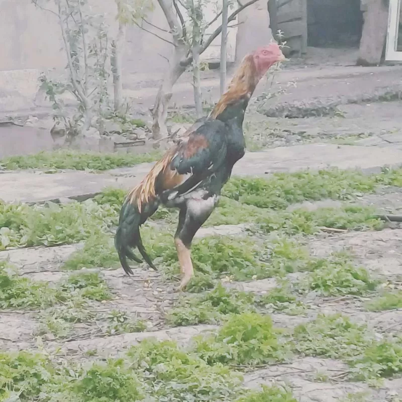 Дакан