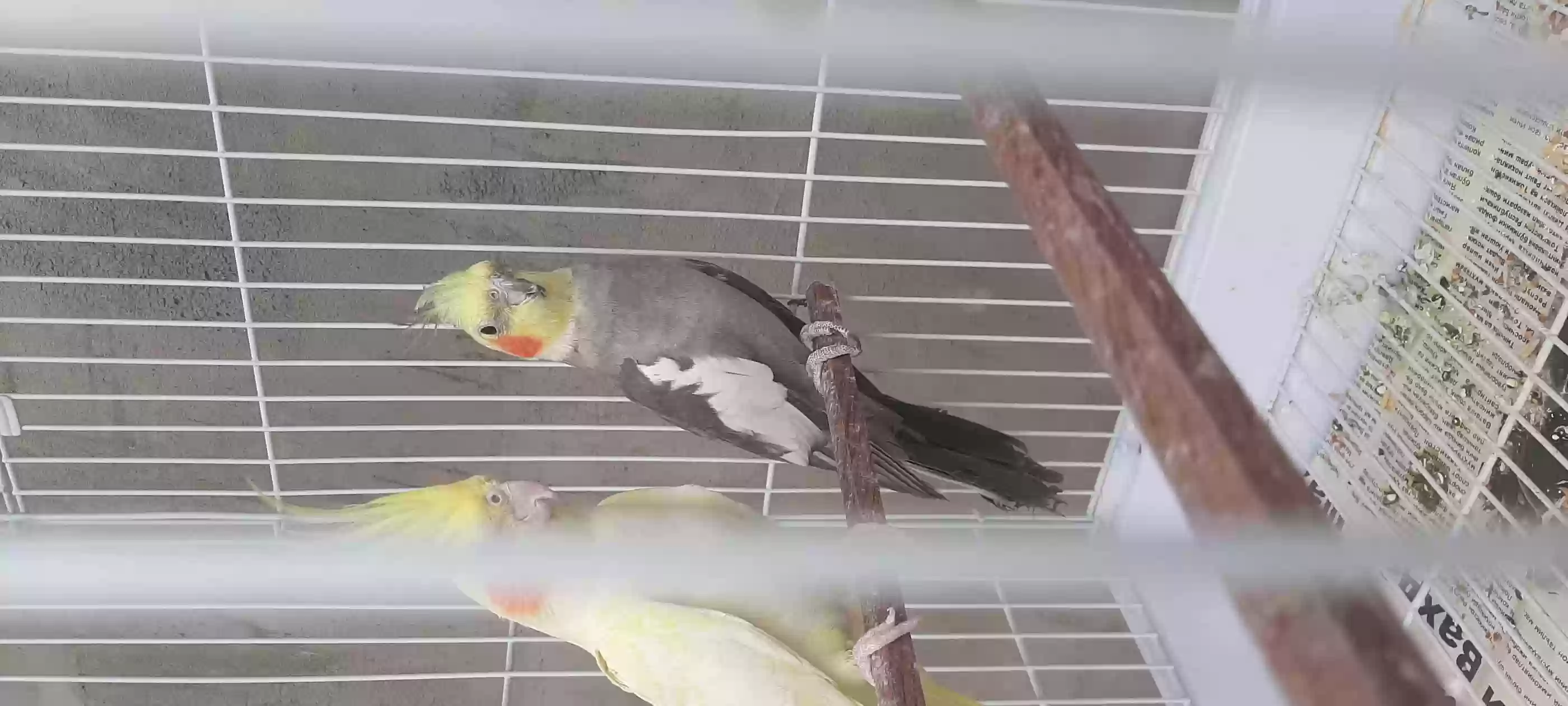 кореро 