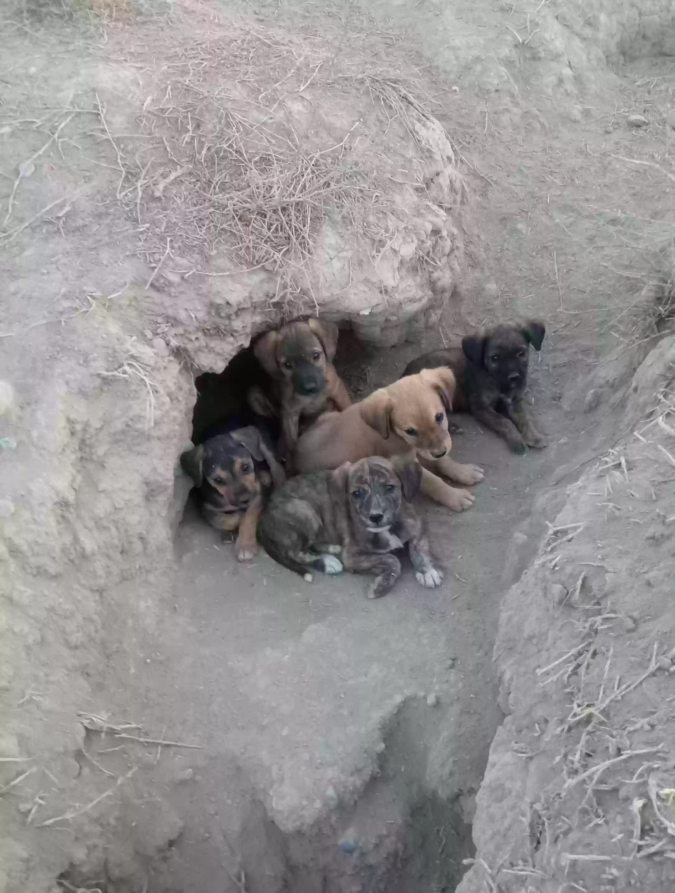Собачки 