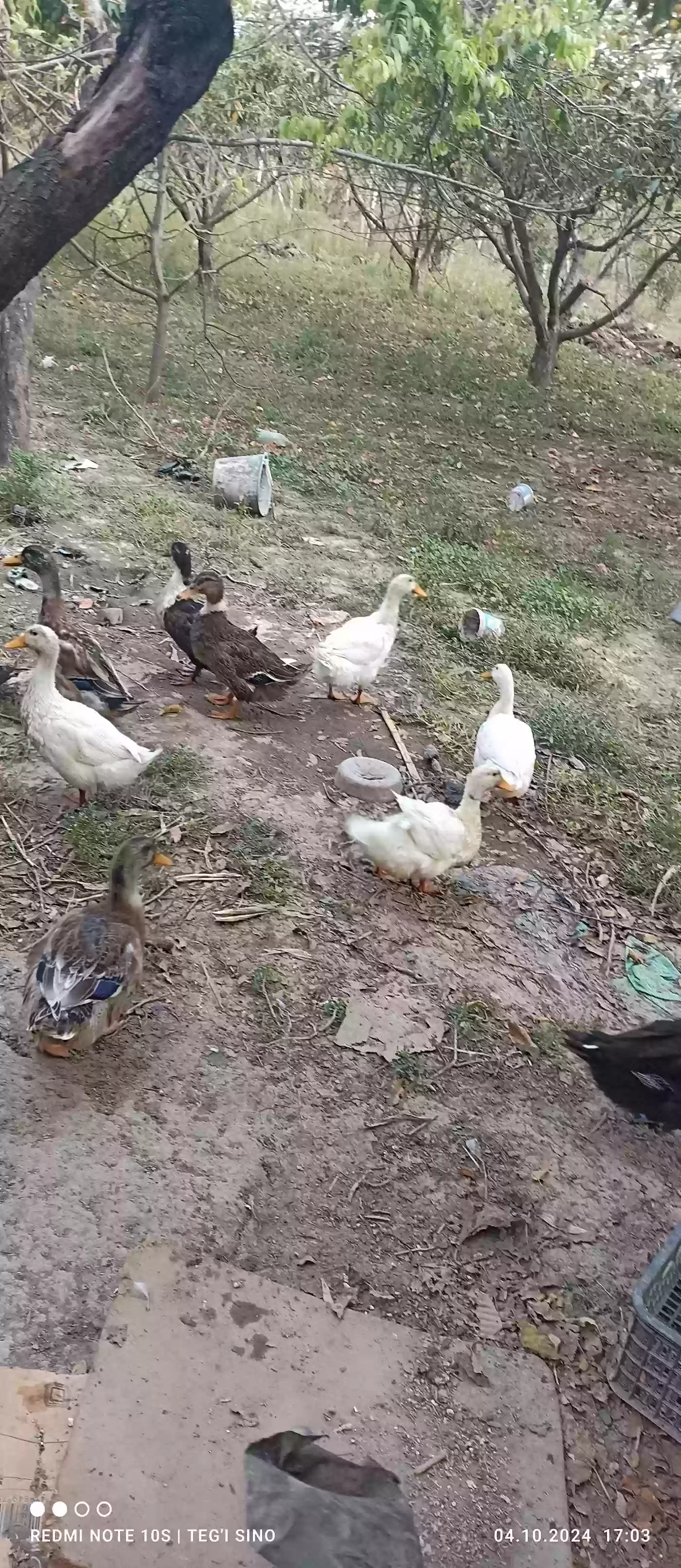 Пекинская утка 