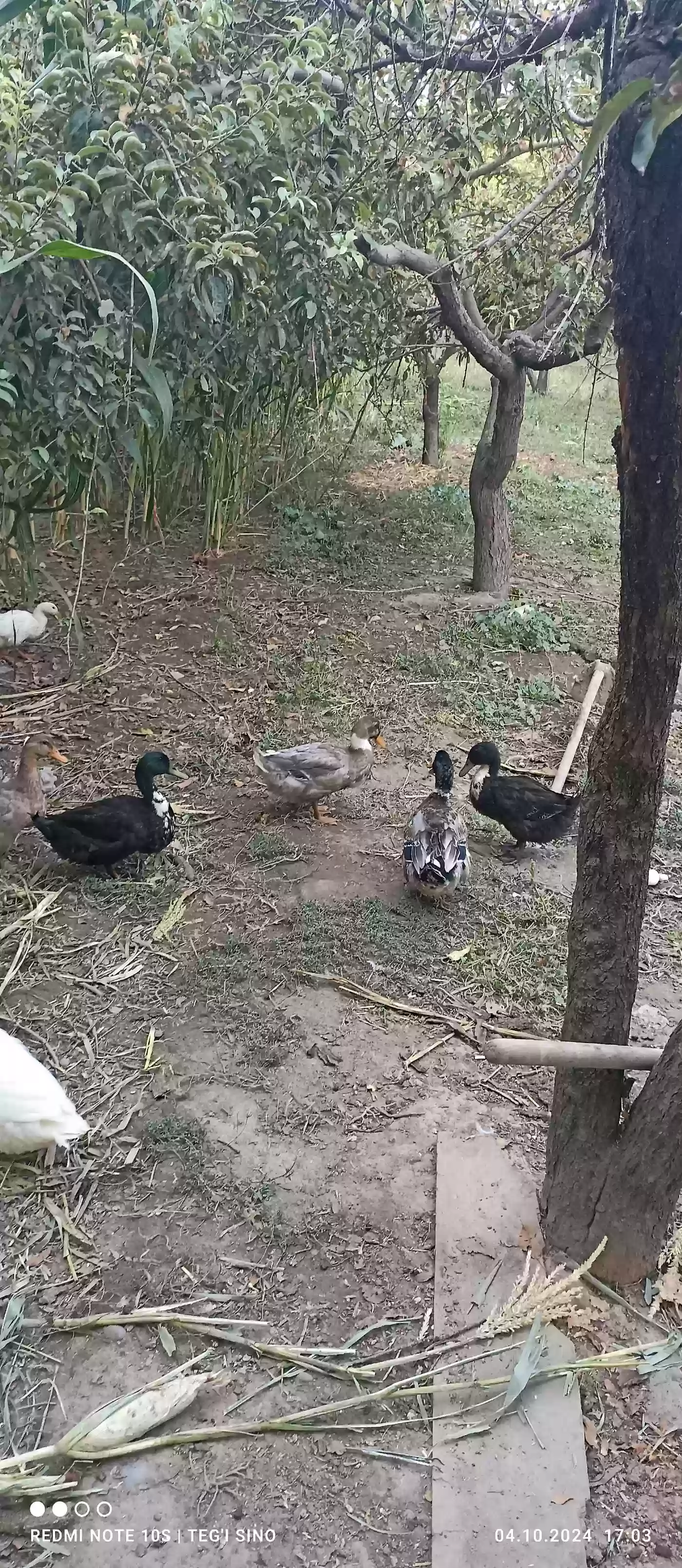 Пекинская утка 