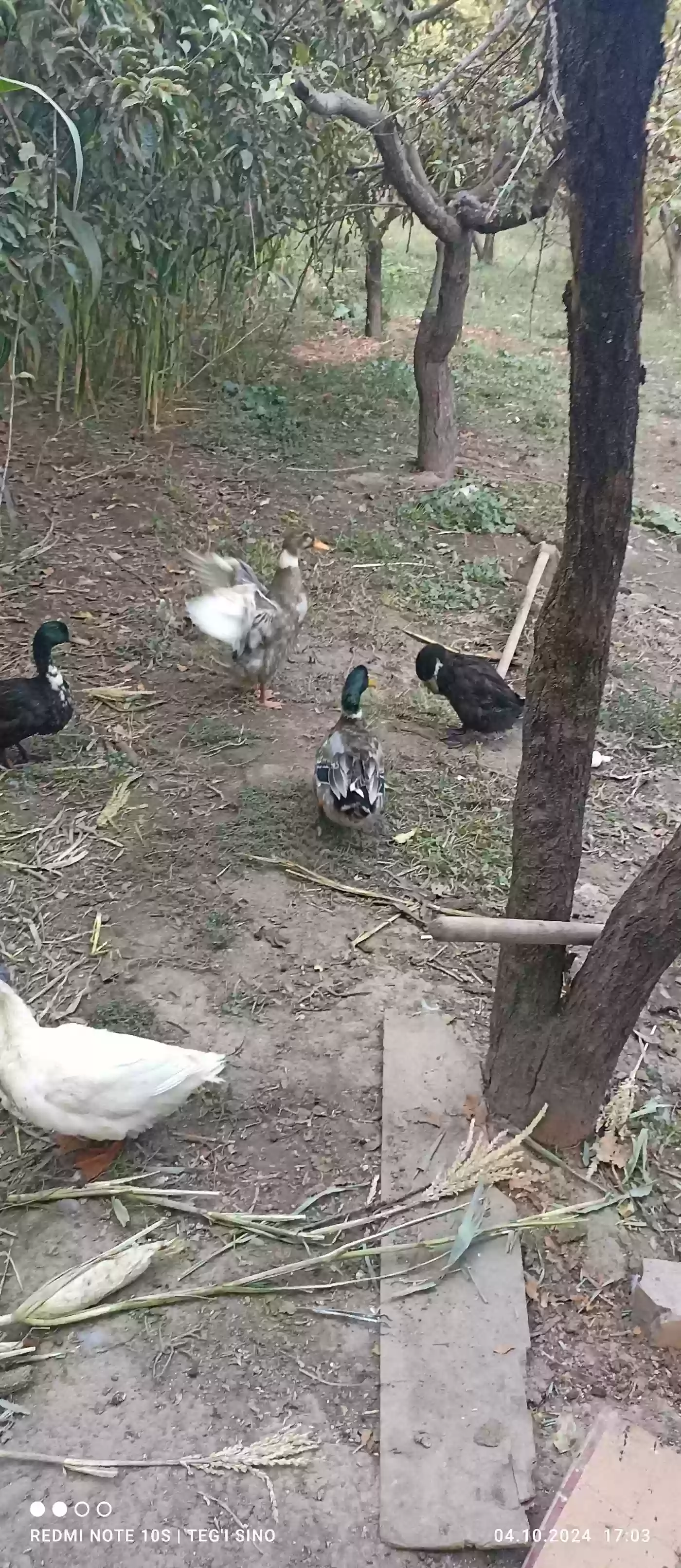 Пекинская утка 