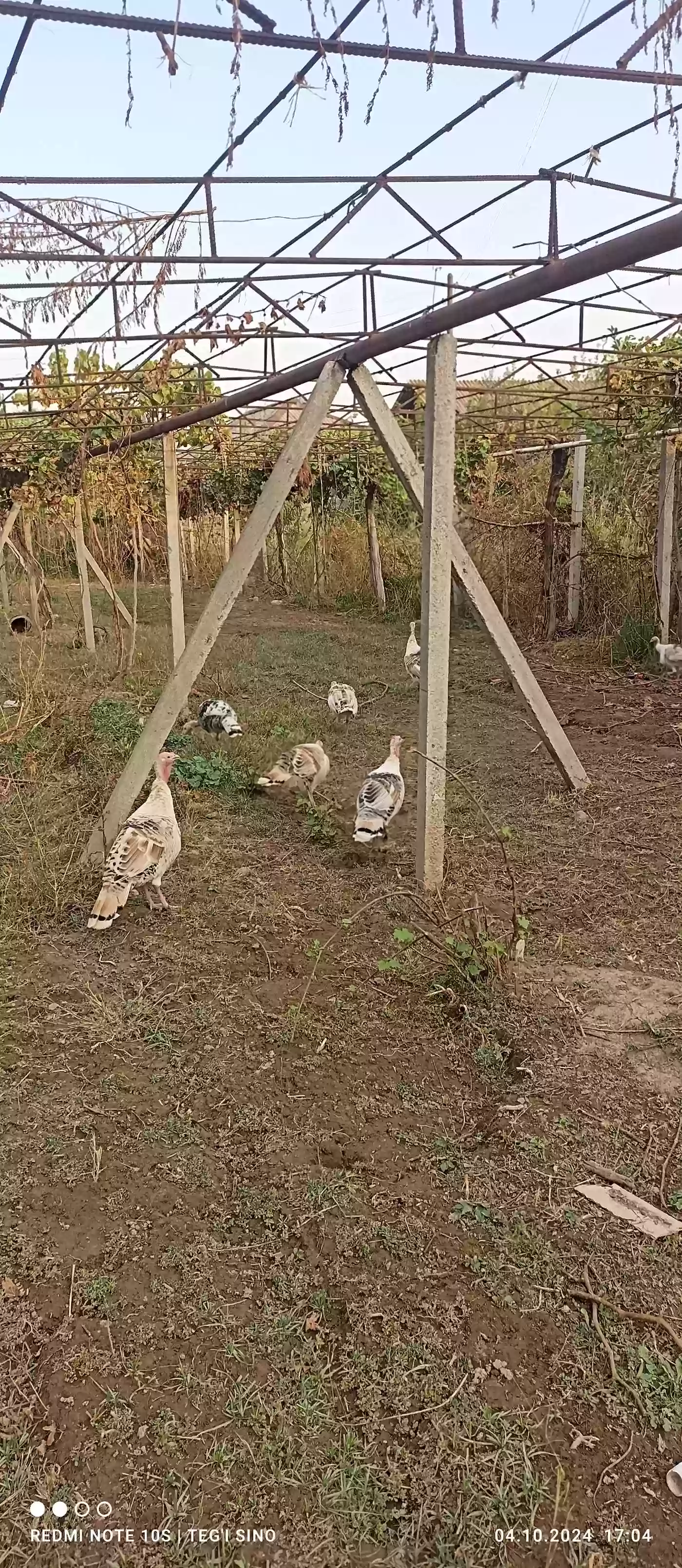 индюк