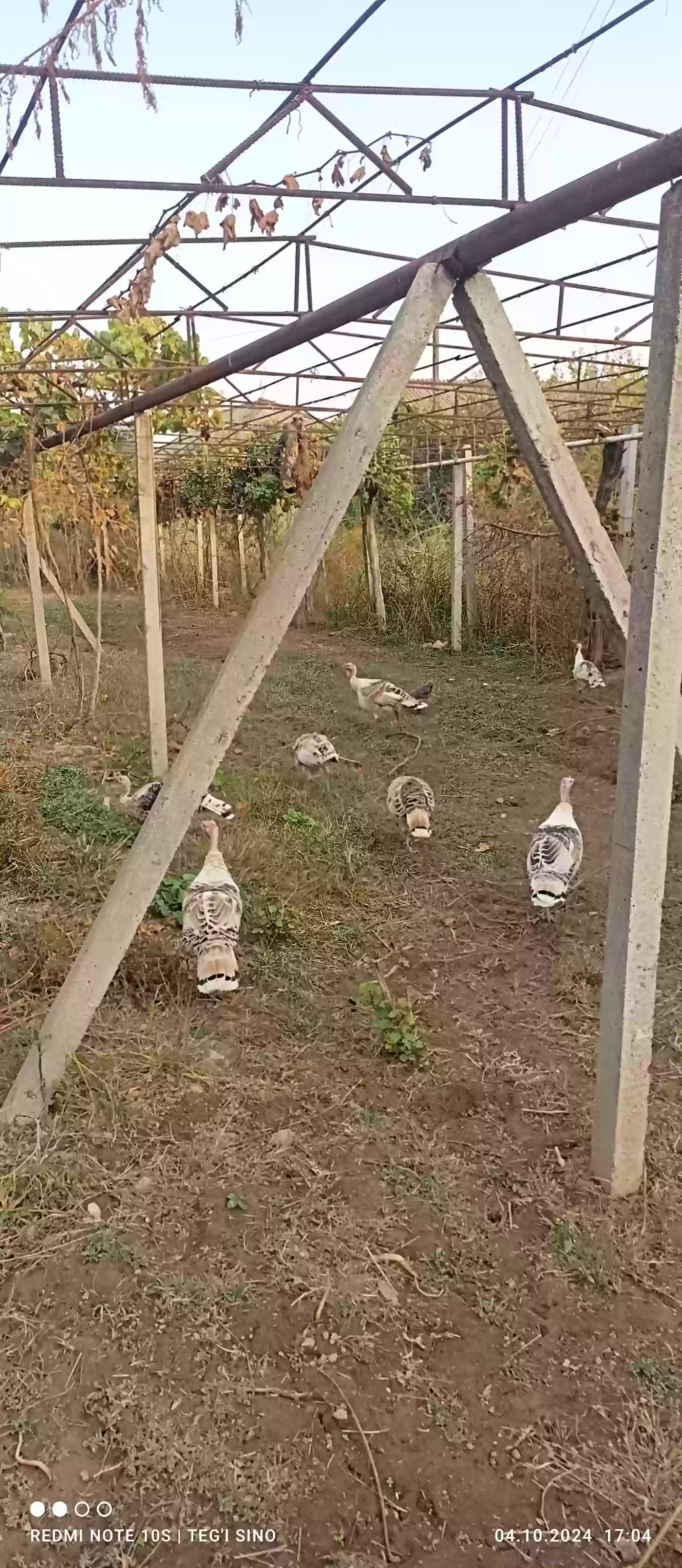 индюк