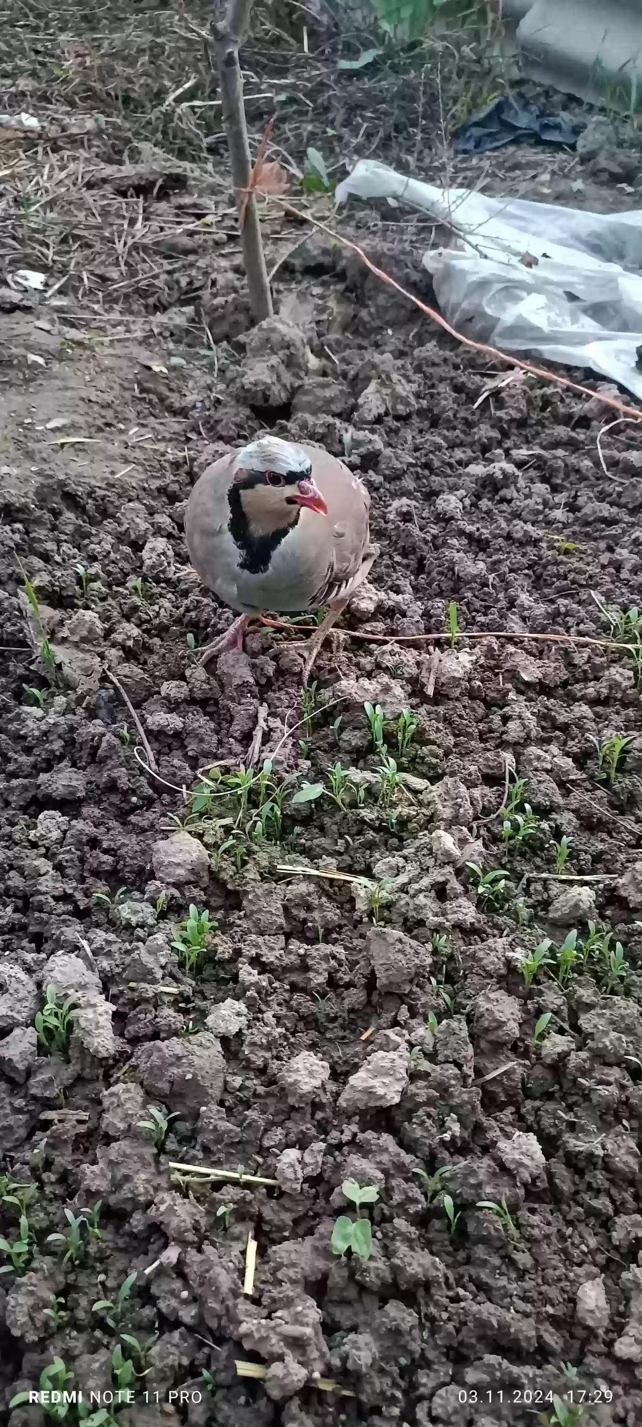 Кабг