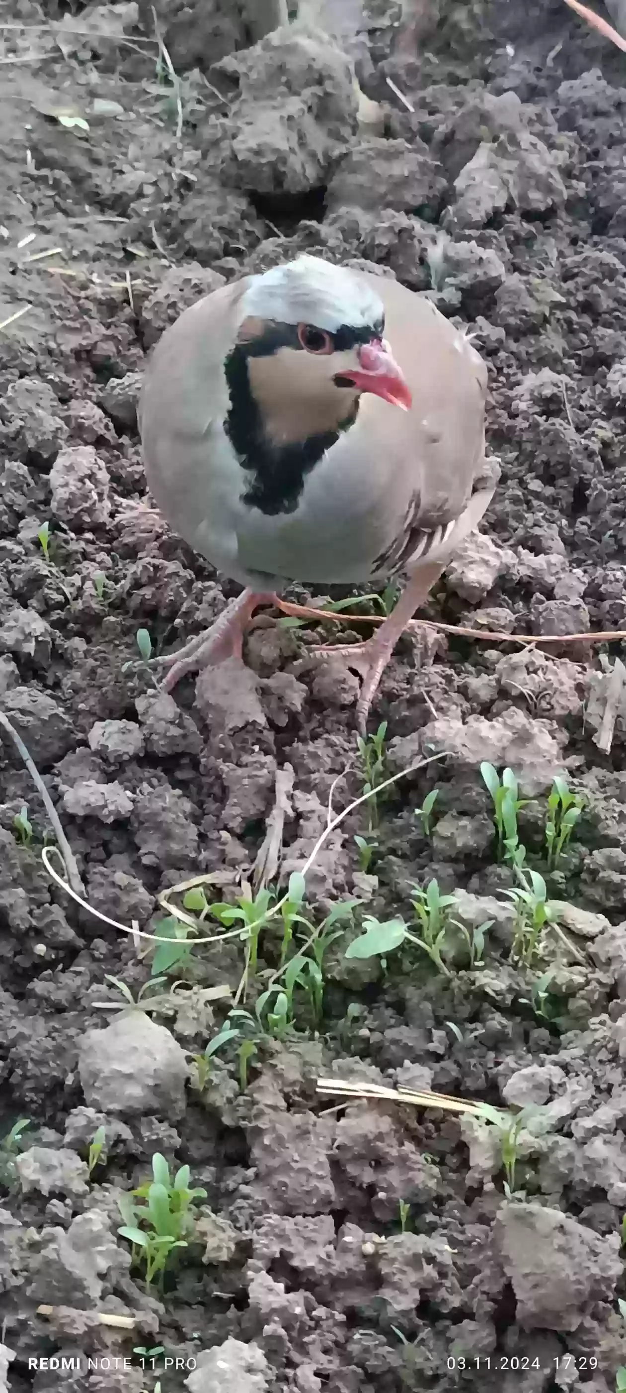 Кабг