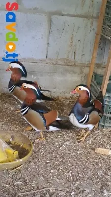 Утка мандаринка 