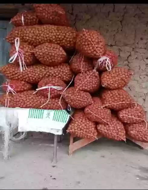 Грецкий орех