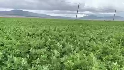 Тухми Рушка Sunter