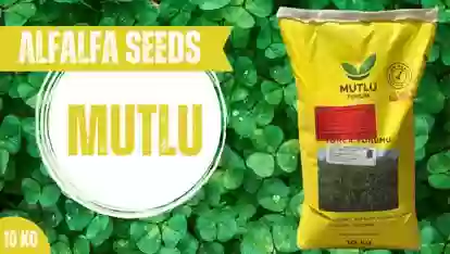 Тухми Рушка Mutlu