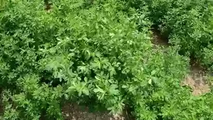 Тухми Рушка Mutlu
