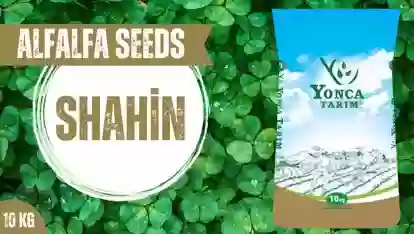 Тухми Рушка Shahin