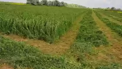 Тухми Рушка OSM