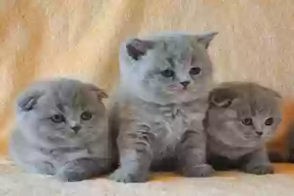 котята скоттиш форд грей