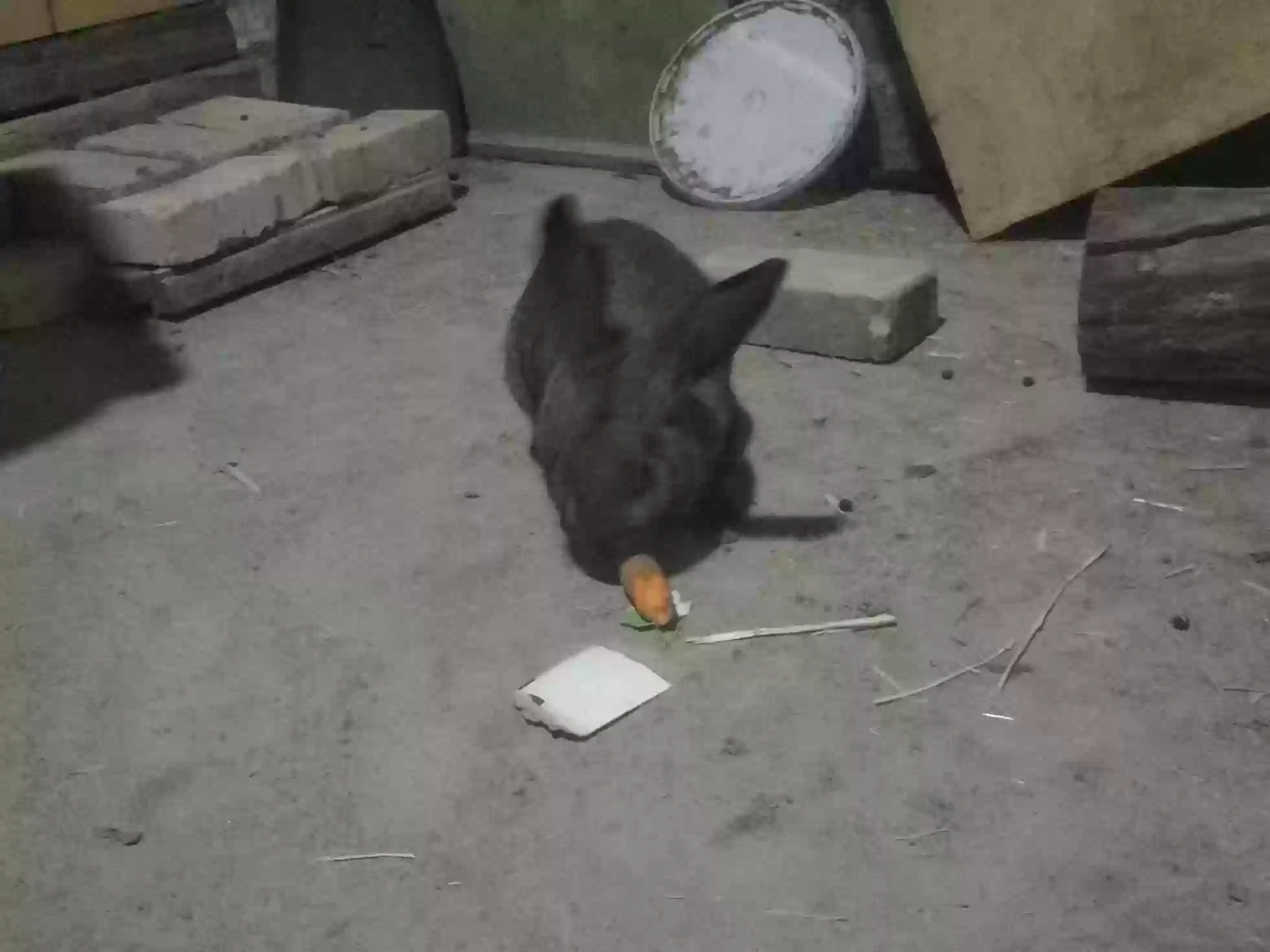 харгуши нар