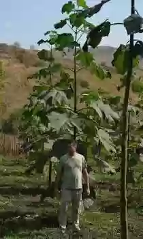 Нихолхои Павловния