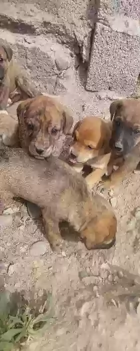 кучукча 